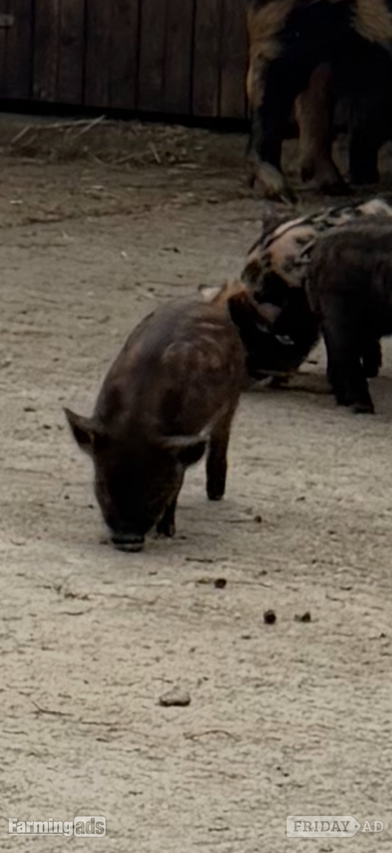 Stockport Kune kunes piglets for sale 