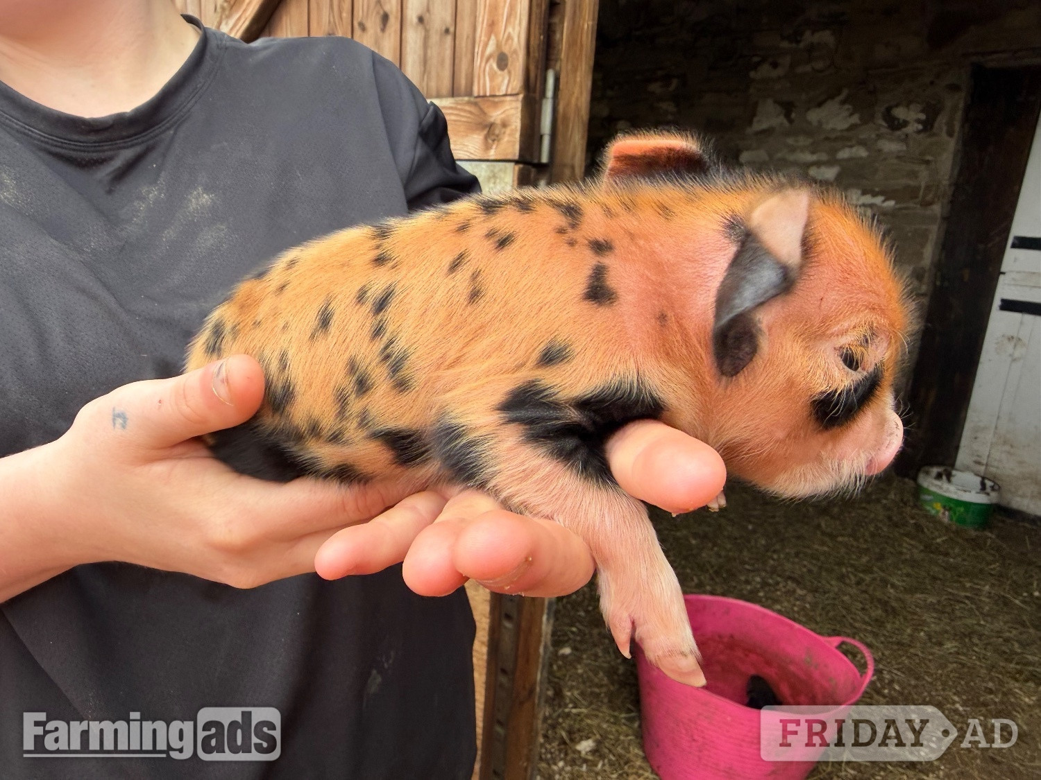 Kune kunes piglets for sale  - Livestock
