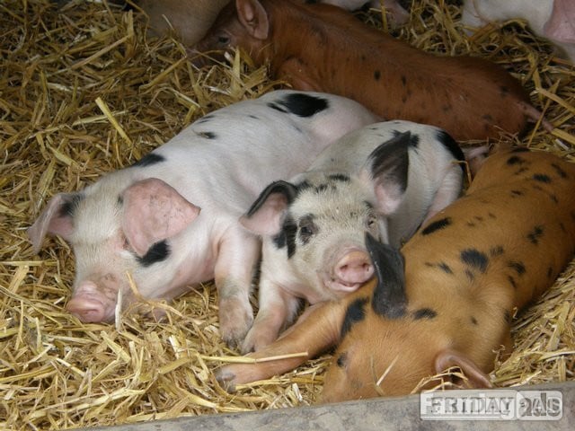 GLOUCESTERSHIRE OLD SPOTS X DUROC WEANERS  in Alfreton