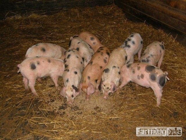 GLOUCESTERSHIRE OLD SPOTS X DUROC WEANERS 