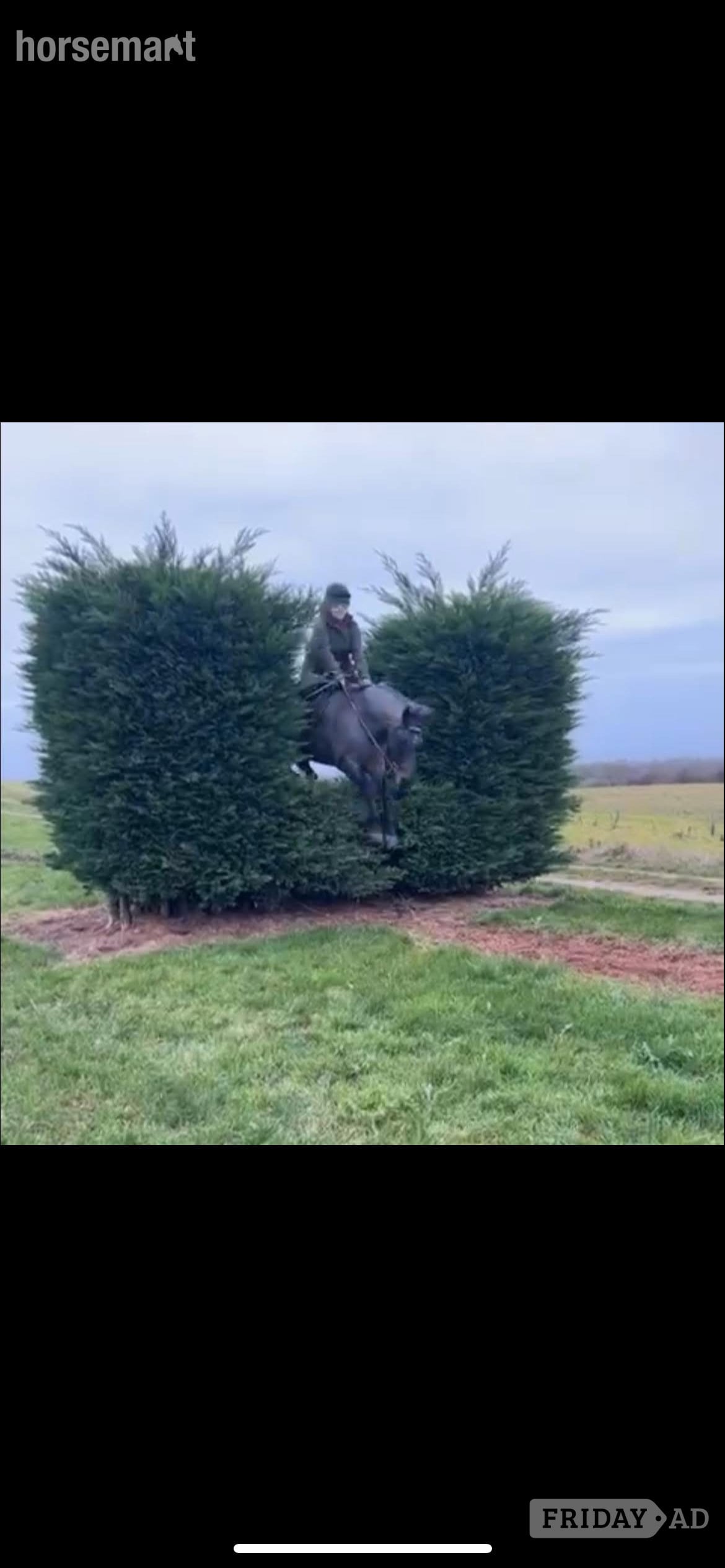 "Alfie" Blue Roan Gelding All Rounder - Horses in Wrexham
