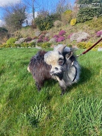 Wethers and Registered Male Pygmy Goats for Sale