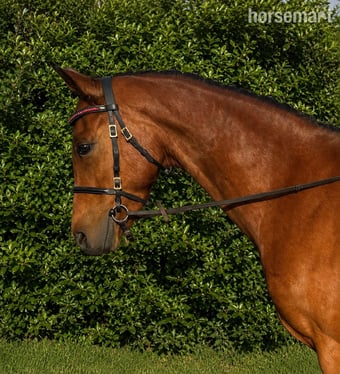 "BALFOUR SERENDIPITY" Bay Mare Showing Horse