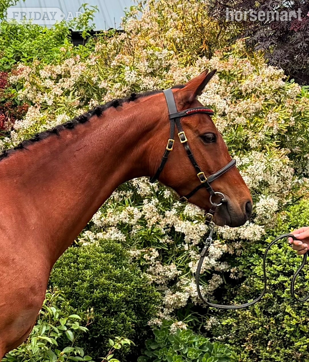 Pillerton Hersey "BALFOUR SERENDIPITY" Bay Mare Showing Horse