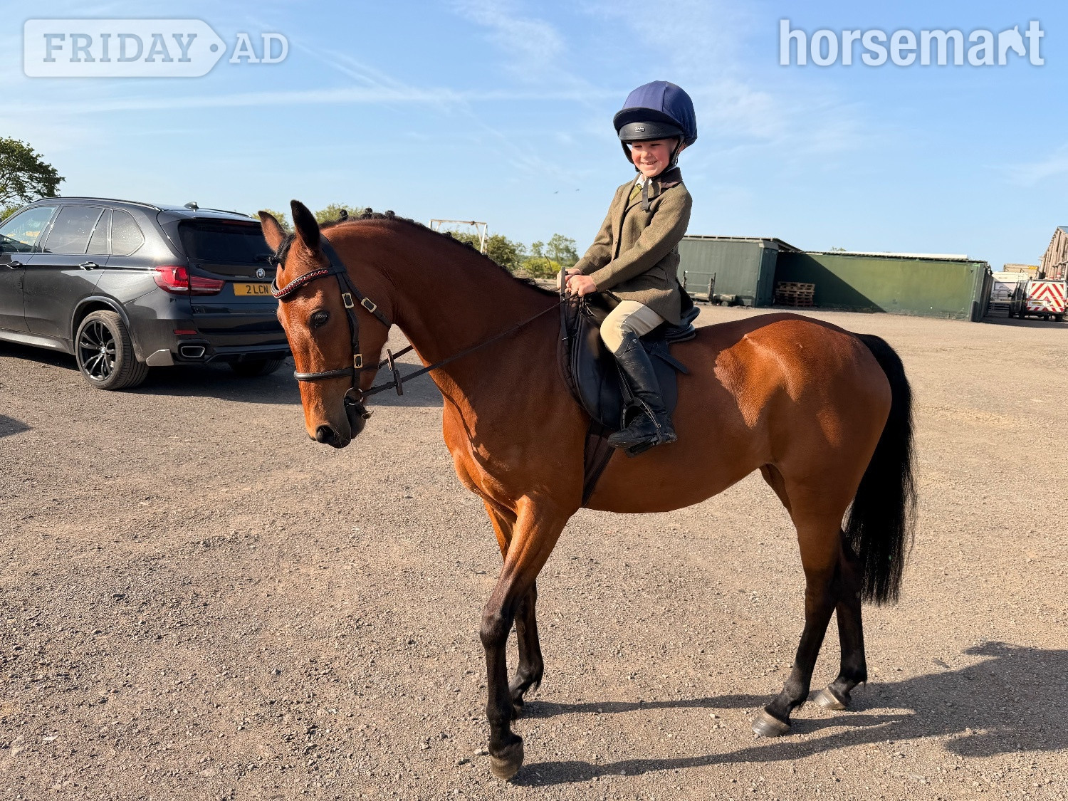 "BALFOUR SERENDIPITY" Bay Mare Showing Horse - Horses in Pillerton Hersey