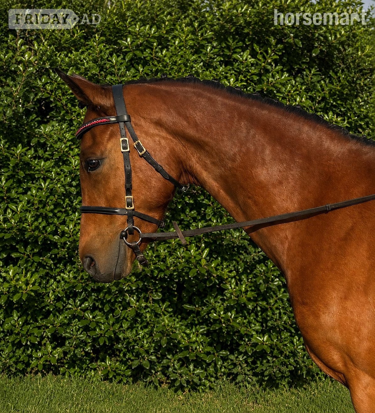 "BALFOUR SERENDIPITY" Bay Mare Showing Horse in Pillerton Hersey