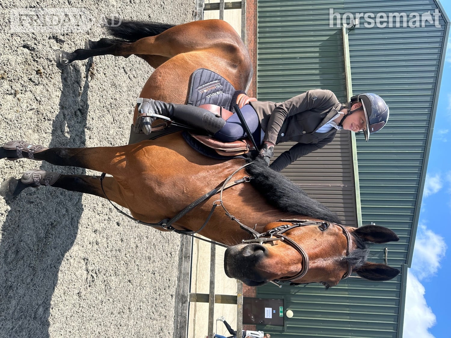 Noak Hill "REX" Bay Gelding All Rounder