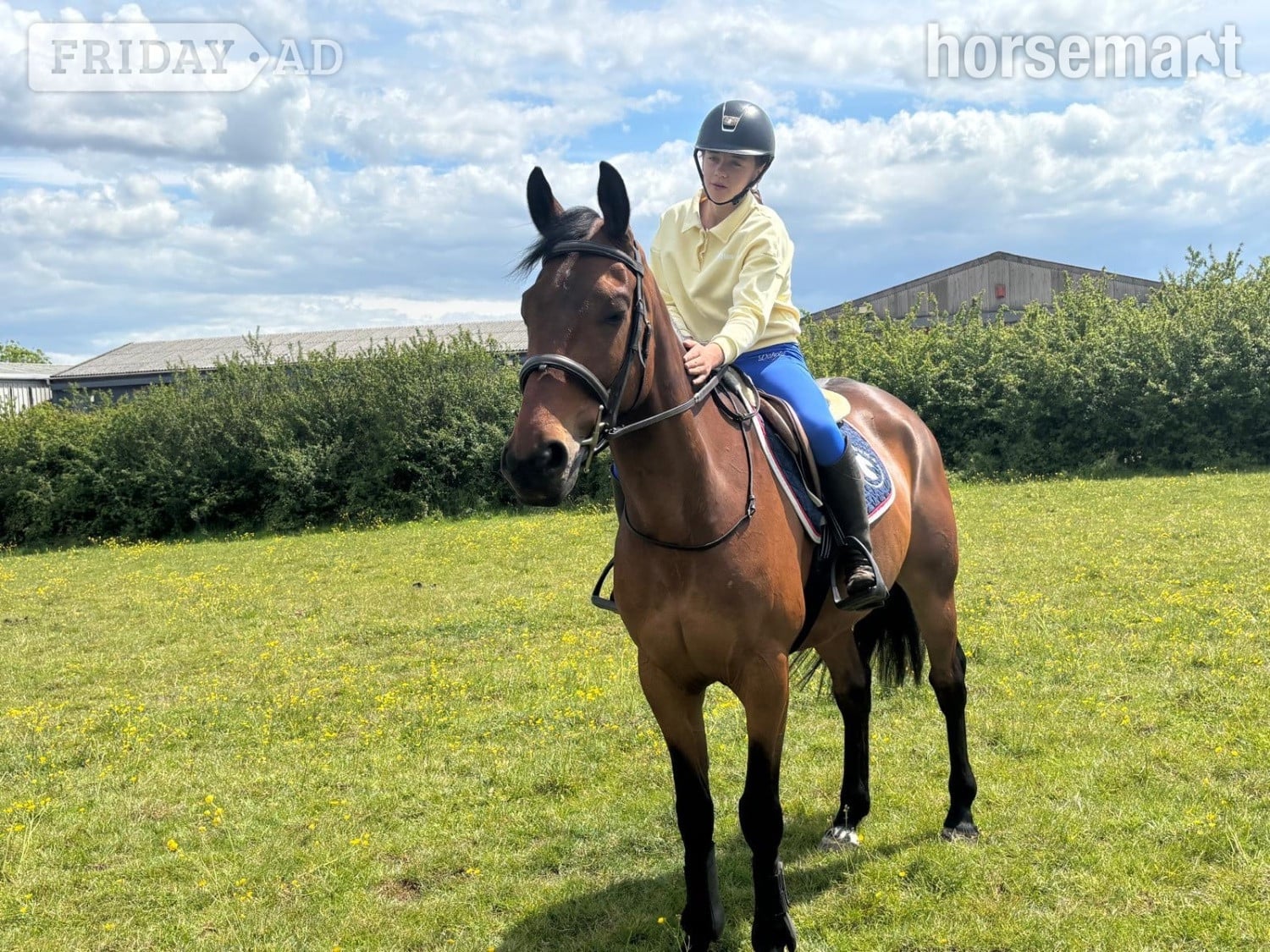"REX" Bay Gelding All Rounder - Horses in Noak Hill