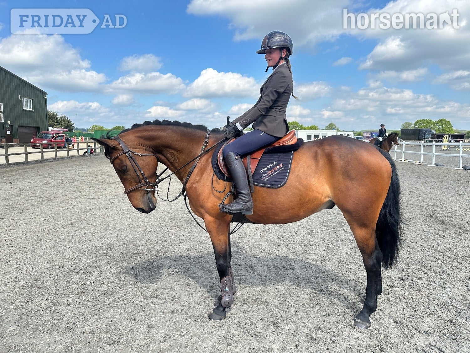"REX" Bay Gelding All Rounder in Noak Hill