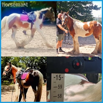"Governor " Tri-Coloured Gelding Youngstock / Foal