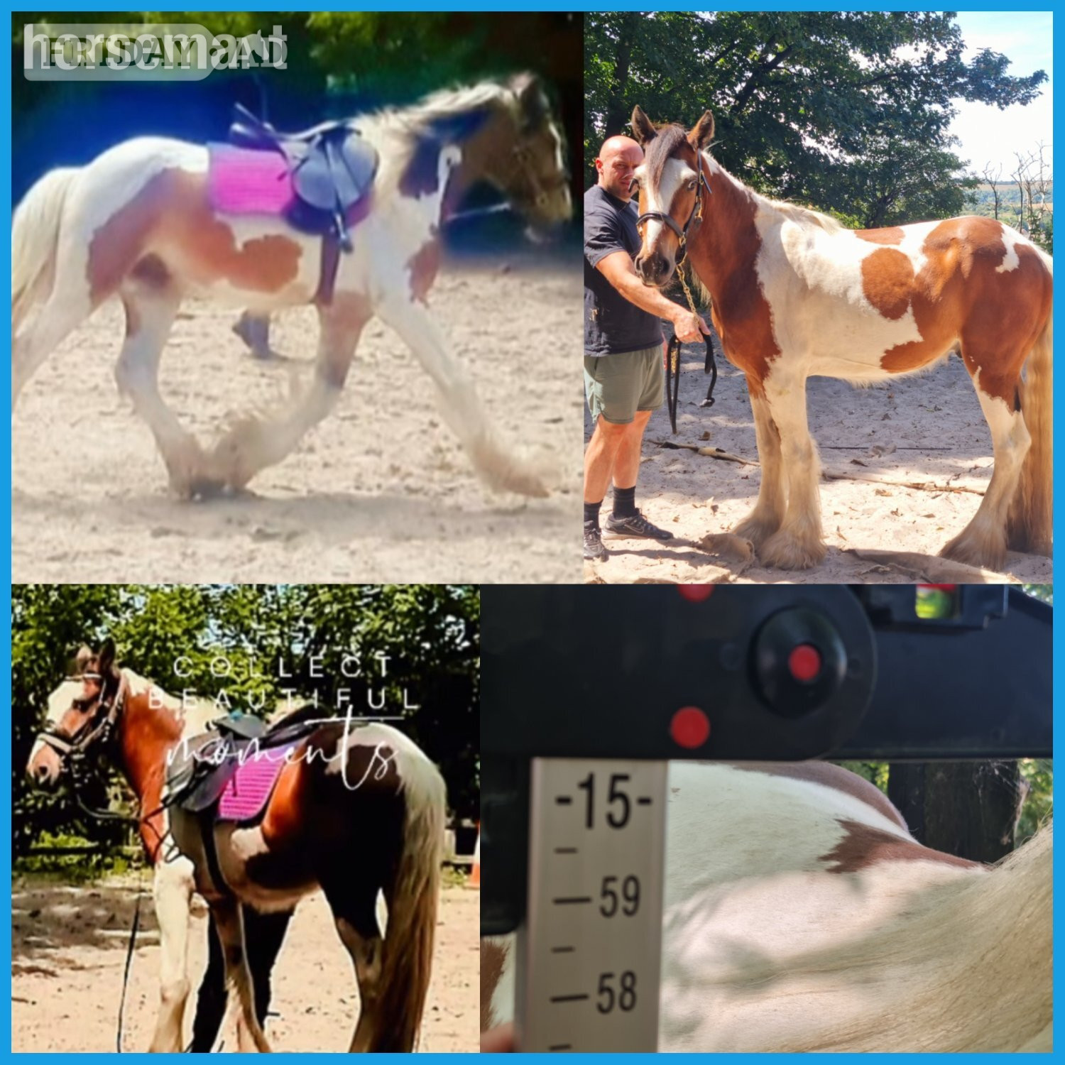 "Governor " Tri-Coloured Gelding Youngstock / Foal in Alciston