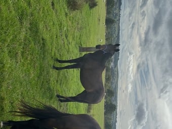 "Bell" Dark Bay Mare All Rounder