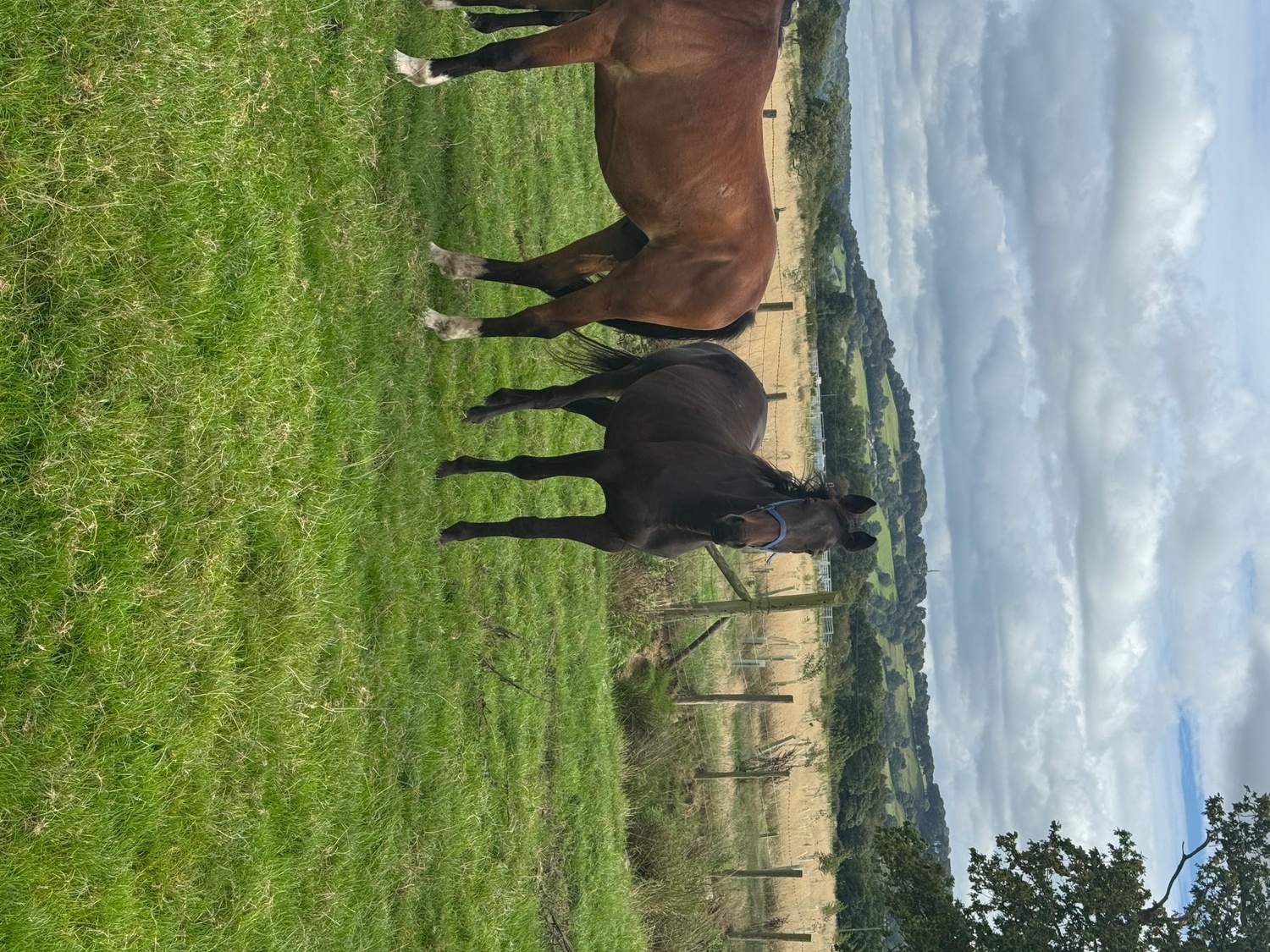 "Bell" Dark Bay Mare All Rounder