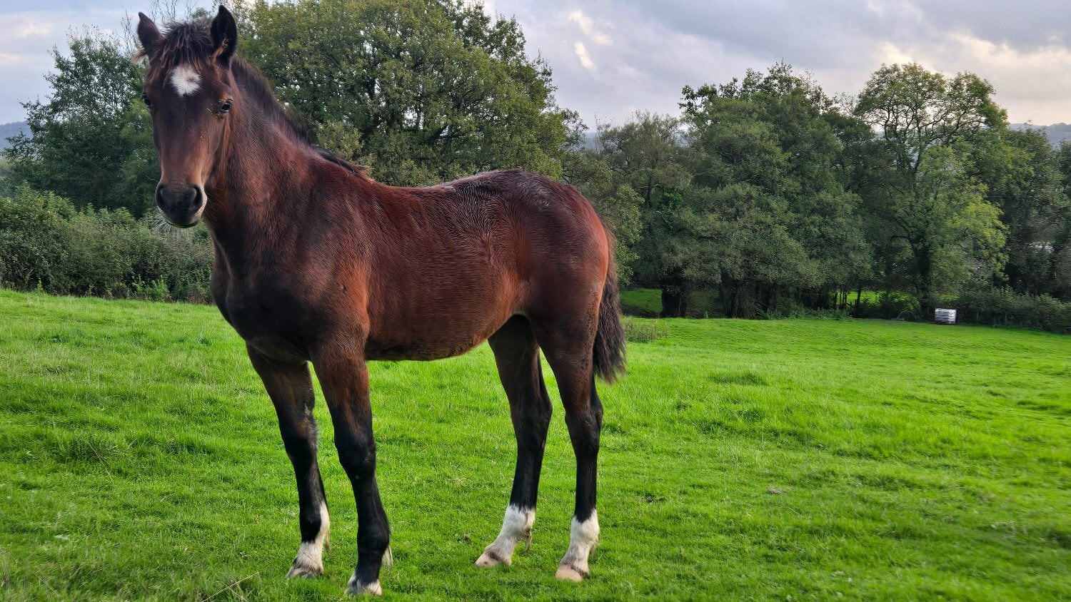 "Dyffryn Cothi Annest" Bay Filly Youngstock / Foal - Horses in Carmarthen