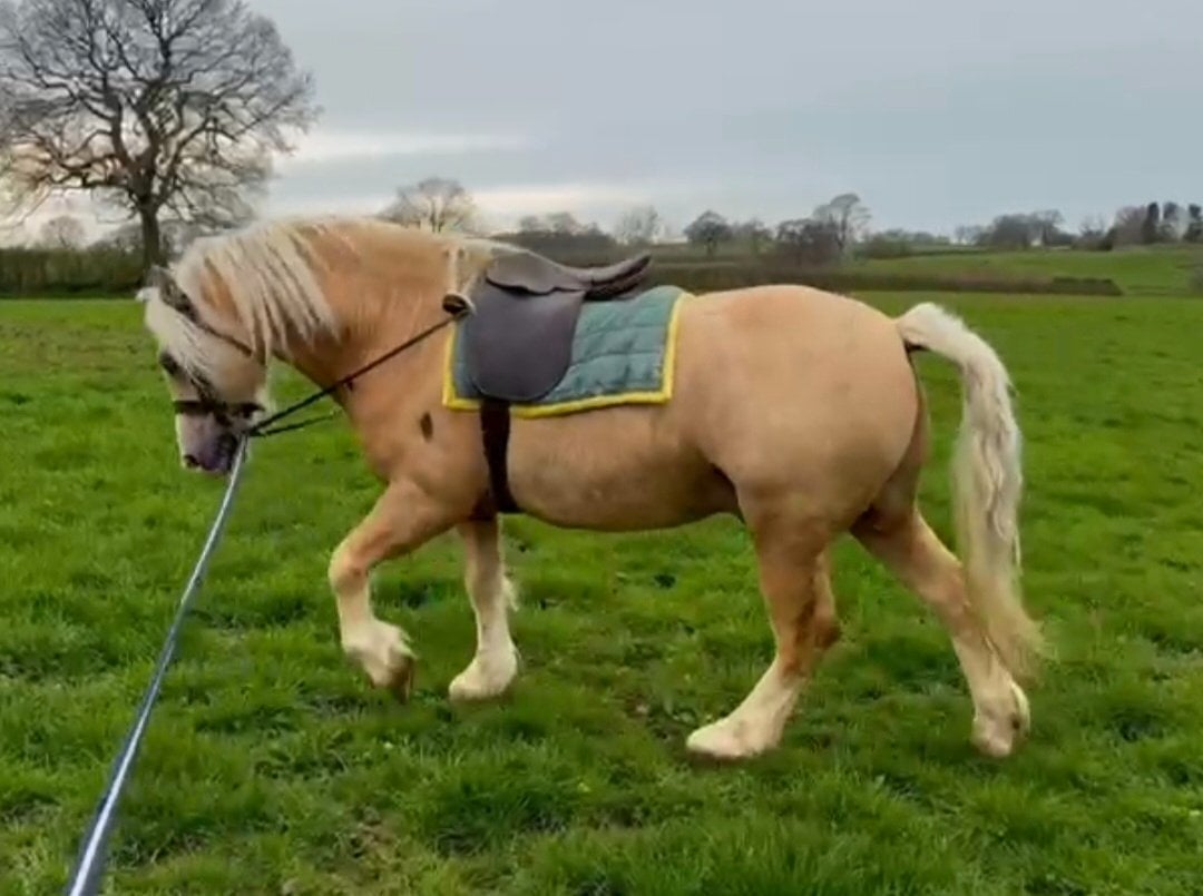 "Royce" Palomino Gelding Mountain & Moorland Pony