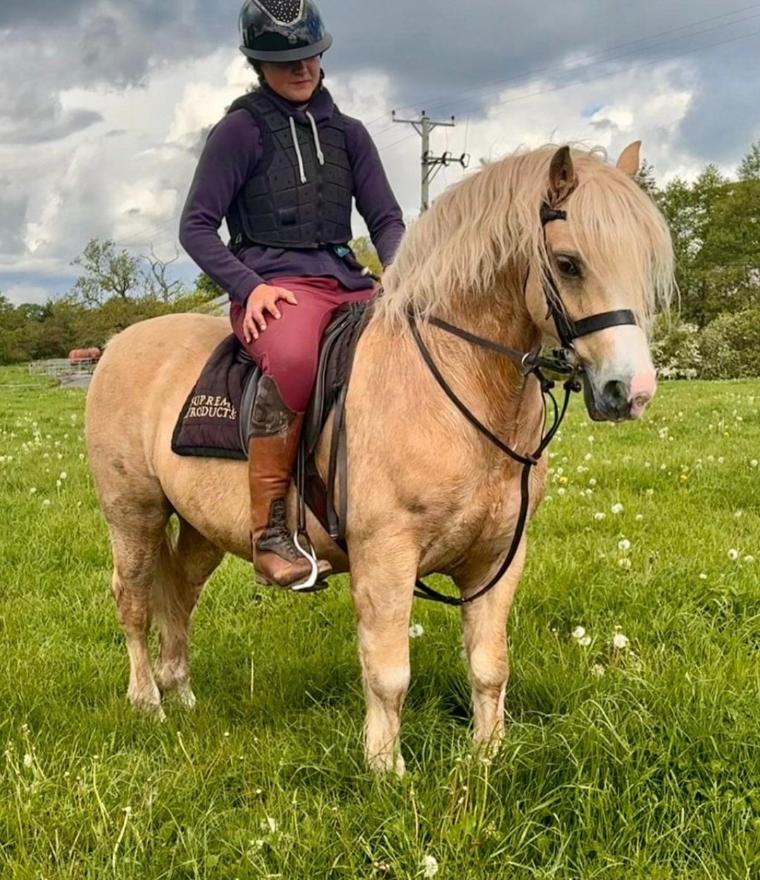 Warrington "Royce" Palomino Gelding Mountain & Moorland Pony