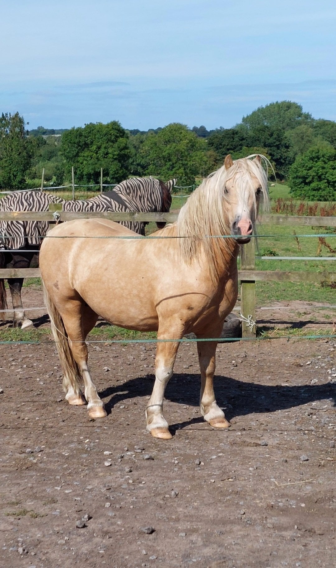 "Royce" Palomino Gelding Mountain & Moorland Pony - Horses in Warrington