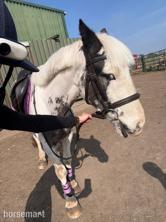 "Trigger " Skewbald Gelding All Rounder