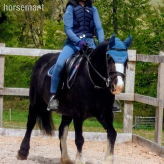 "My Third Wish" Black Mare Family Horse