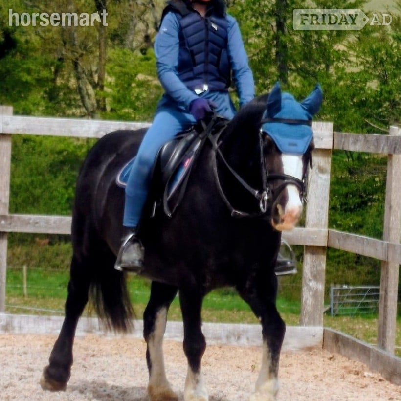 "My Third Wish" Black Mare Family Horse in Launceston