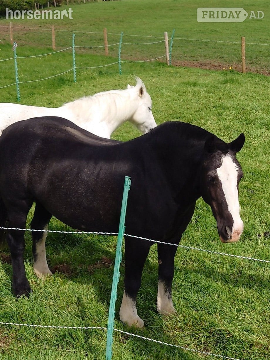 "My Third Wish" Black Mare Family Horse