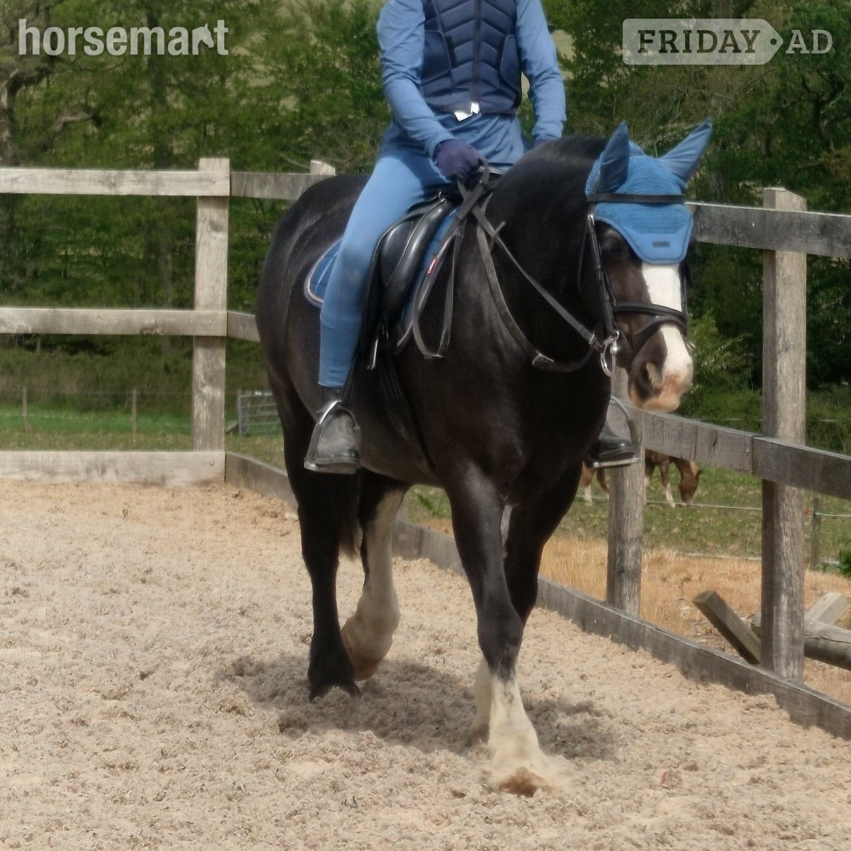 Launceston "My Third Wish" Black Mare Family Horse