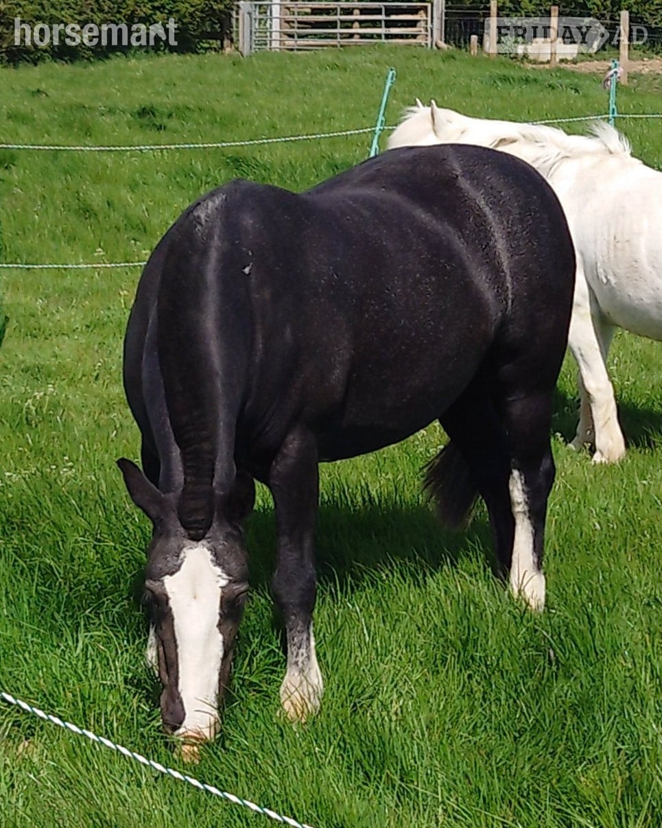 "My Third Wish" Black Mare Family Horse - Horses in Launceston