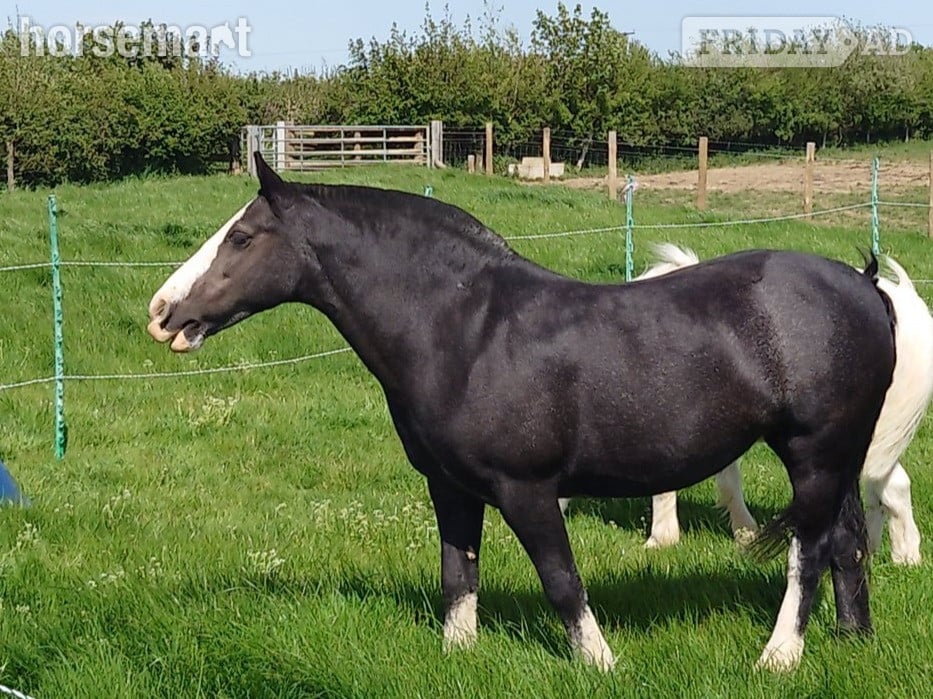 "My Third Wish" Black Mare Family Horse - Horses
