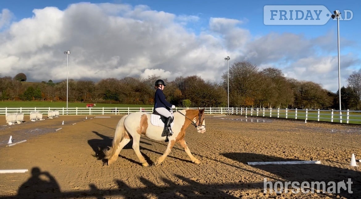 Blackwood "Rosie " Skewbald Mare All Rounder