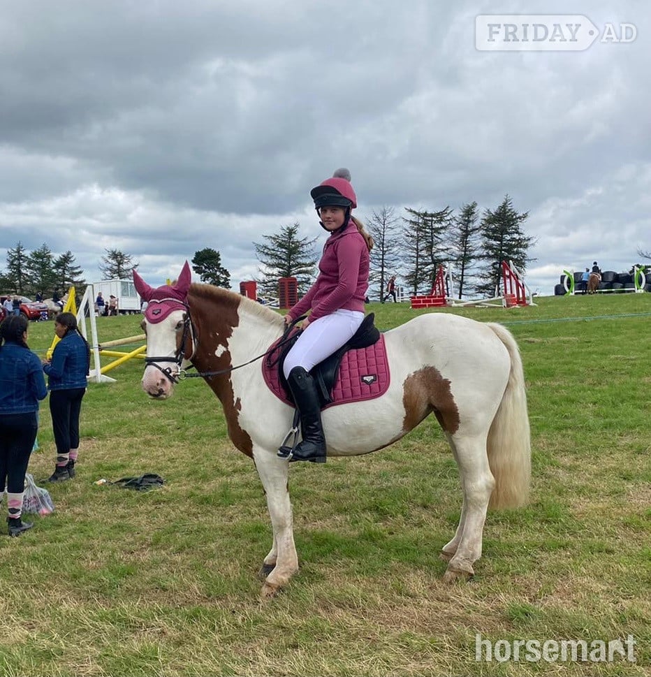"Rosie " Skewbald Mare All Rounder - Horses in Blackwood