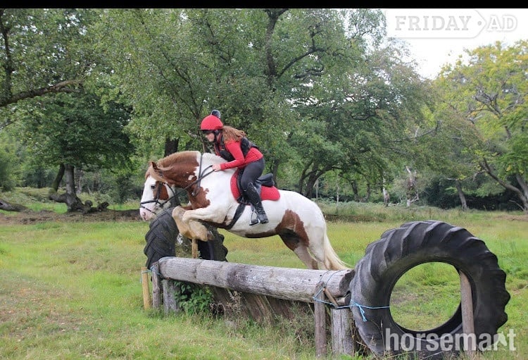 "Rosie " Skewbald Mare All Rounder - Horses