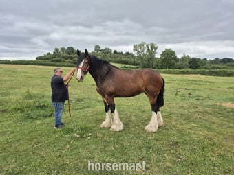 "Willow " Bay Mare Cob/Heavy Horse