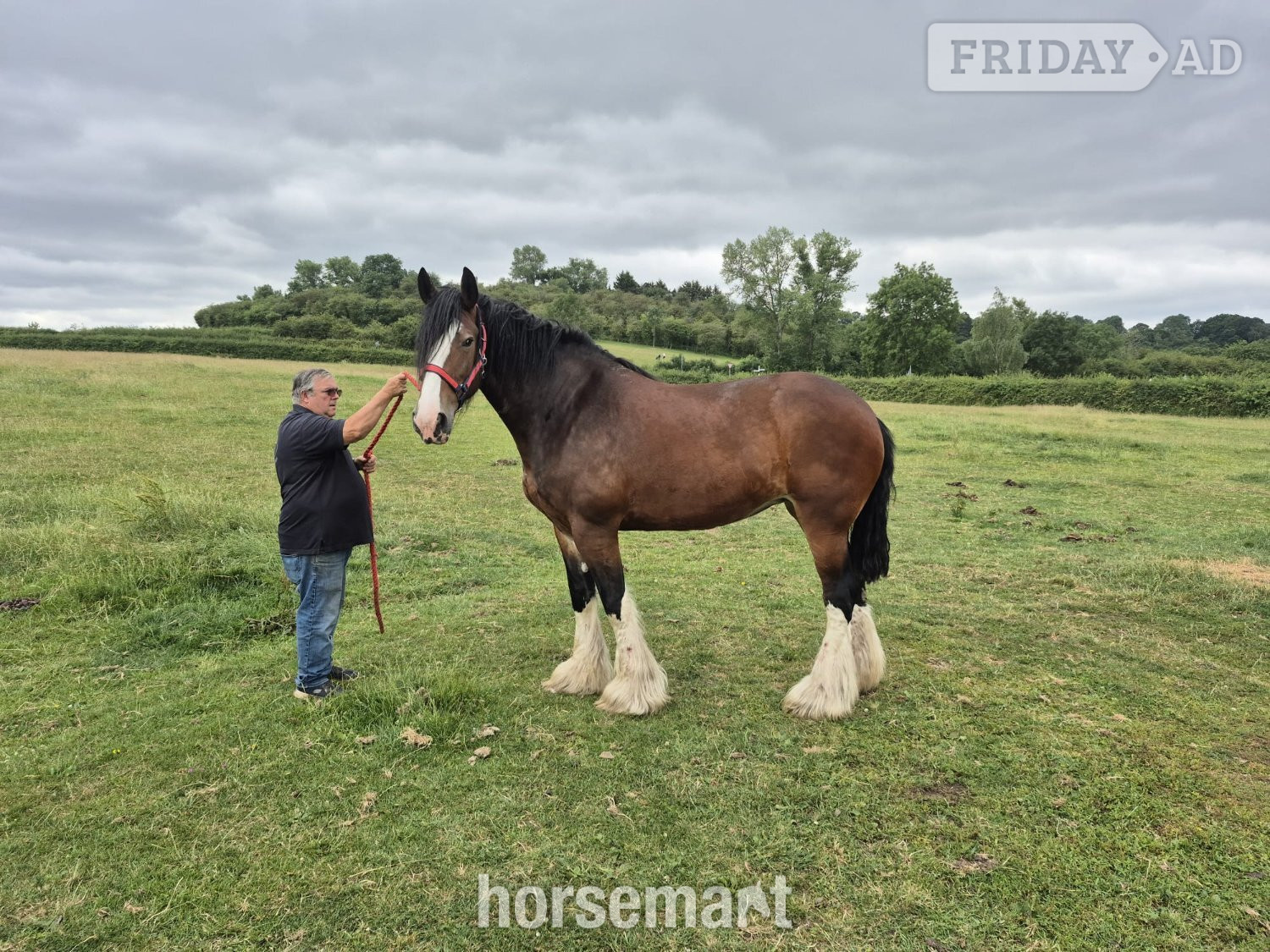 "Willow " Bay Mare Cob/Heavy Horse in Nottingham