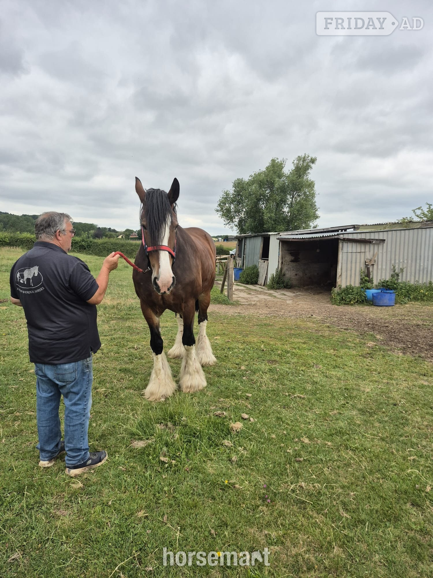 "Willow " Bay Mare Cob/Heavy Horse