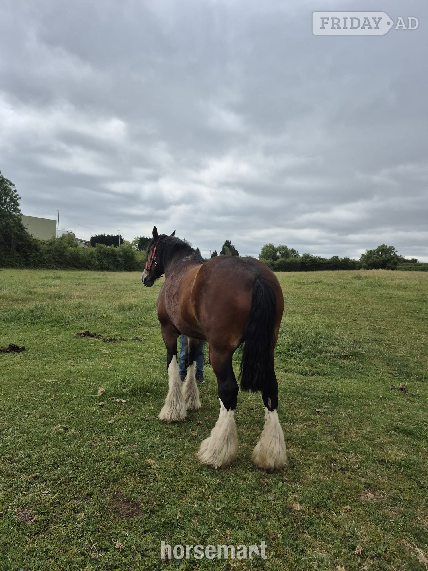 Nottingham "Willow " Bay Mare Cob/Heavy Horse
