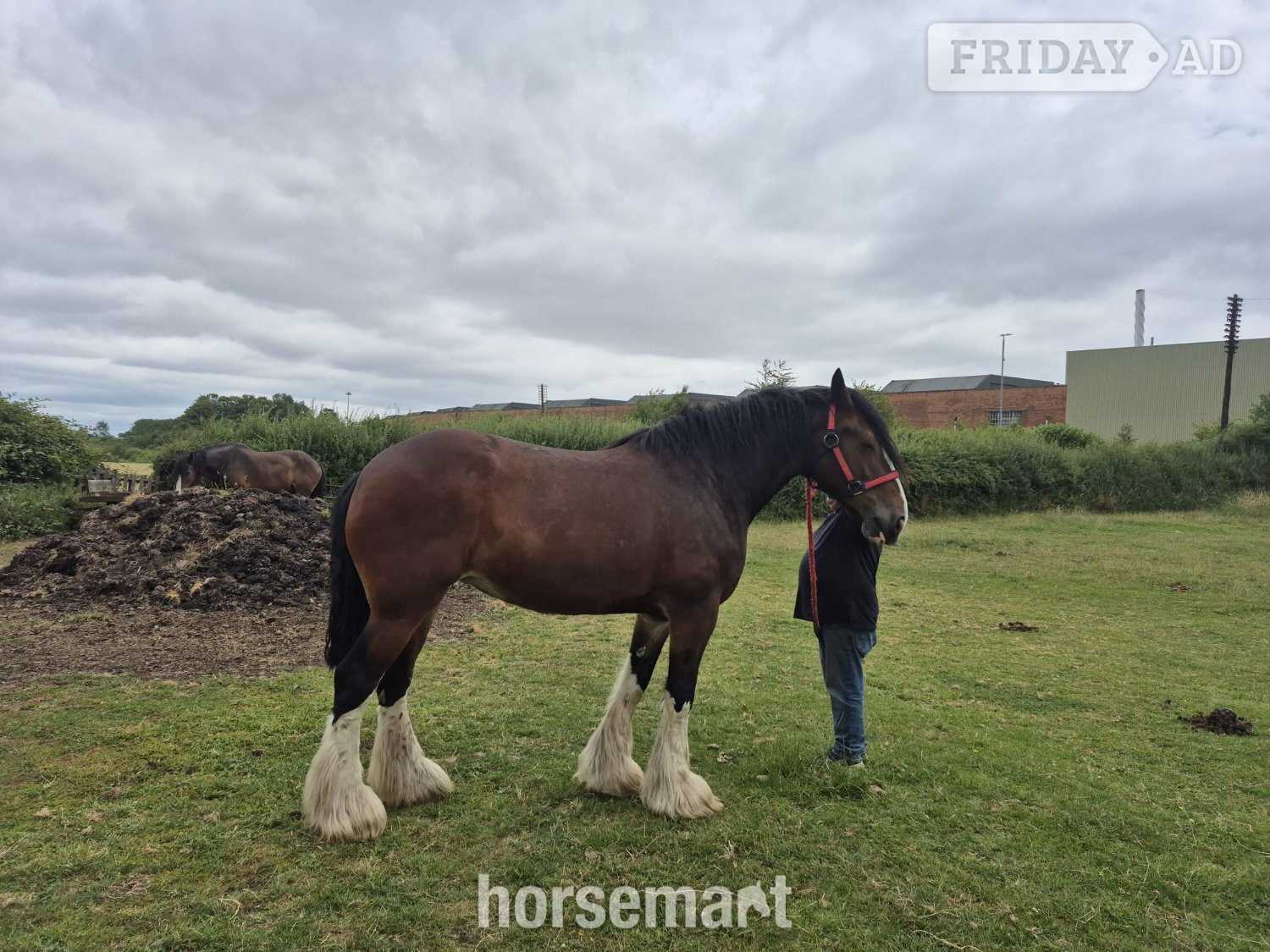 "Willow " Bay Mare Cob/Heavy Horse - Horses in Nottingham