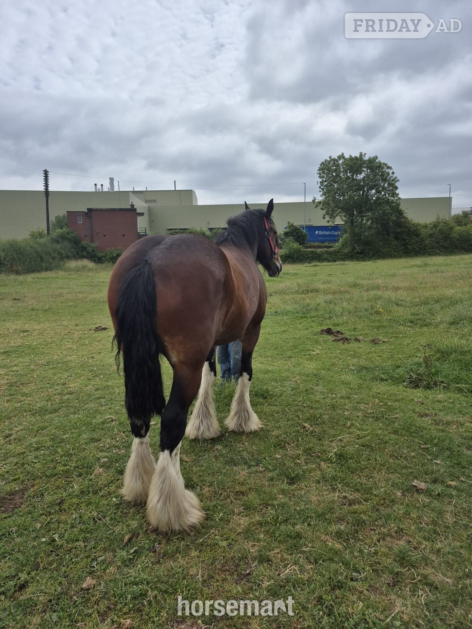 "Willow " Bay Mare Cob/Heavy Horse - Horses