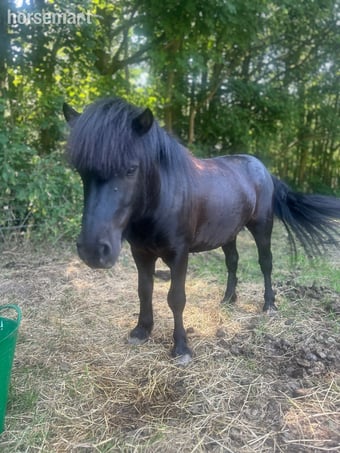 "Jack" Black Gelding Lead Rein/First Ridden Pony