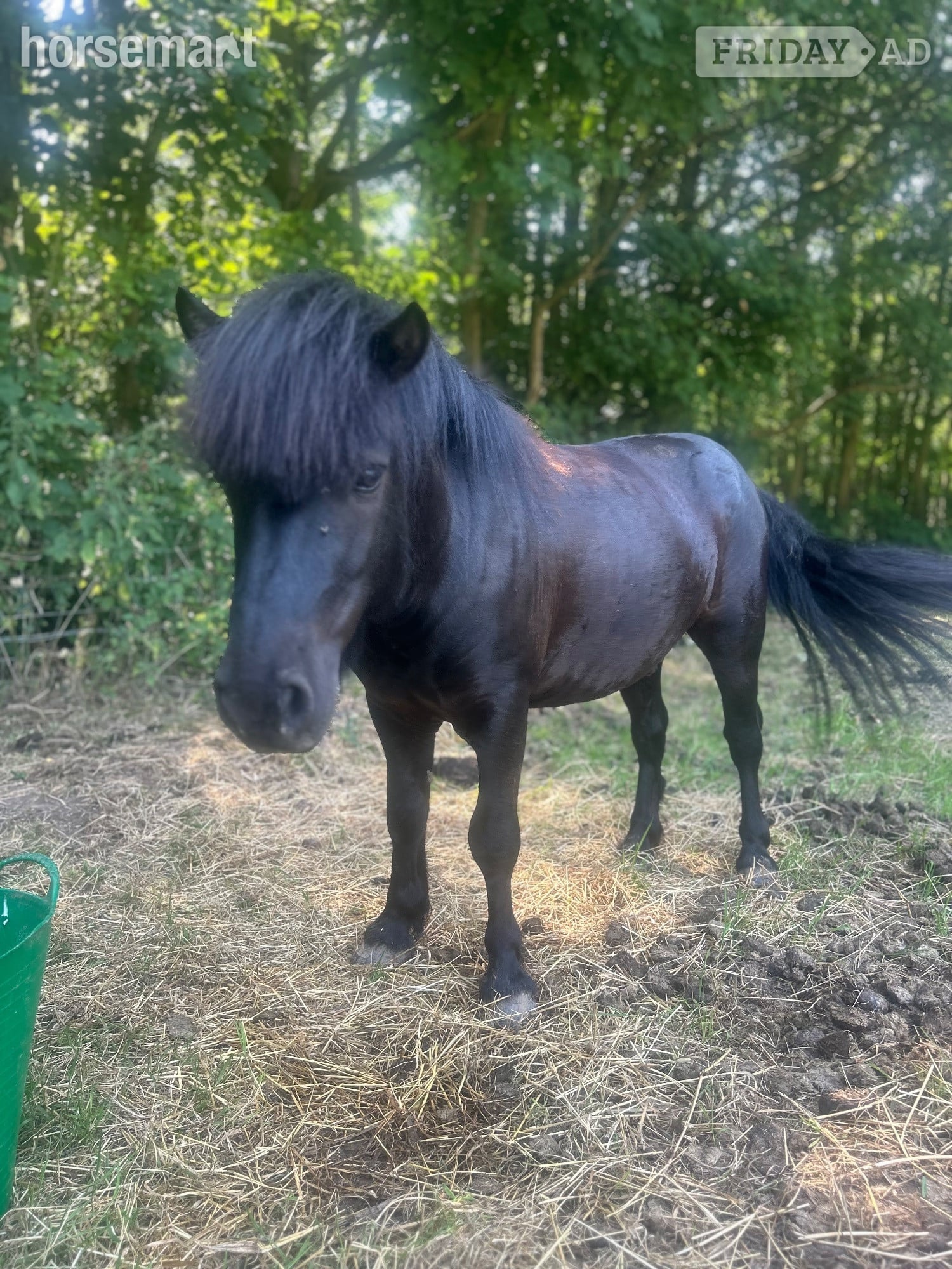 "Jack" Black Gelding Lead Rein/First Ridden Pony in Knutsford