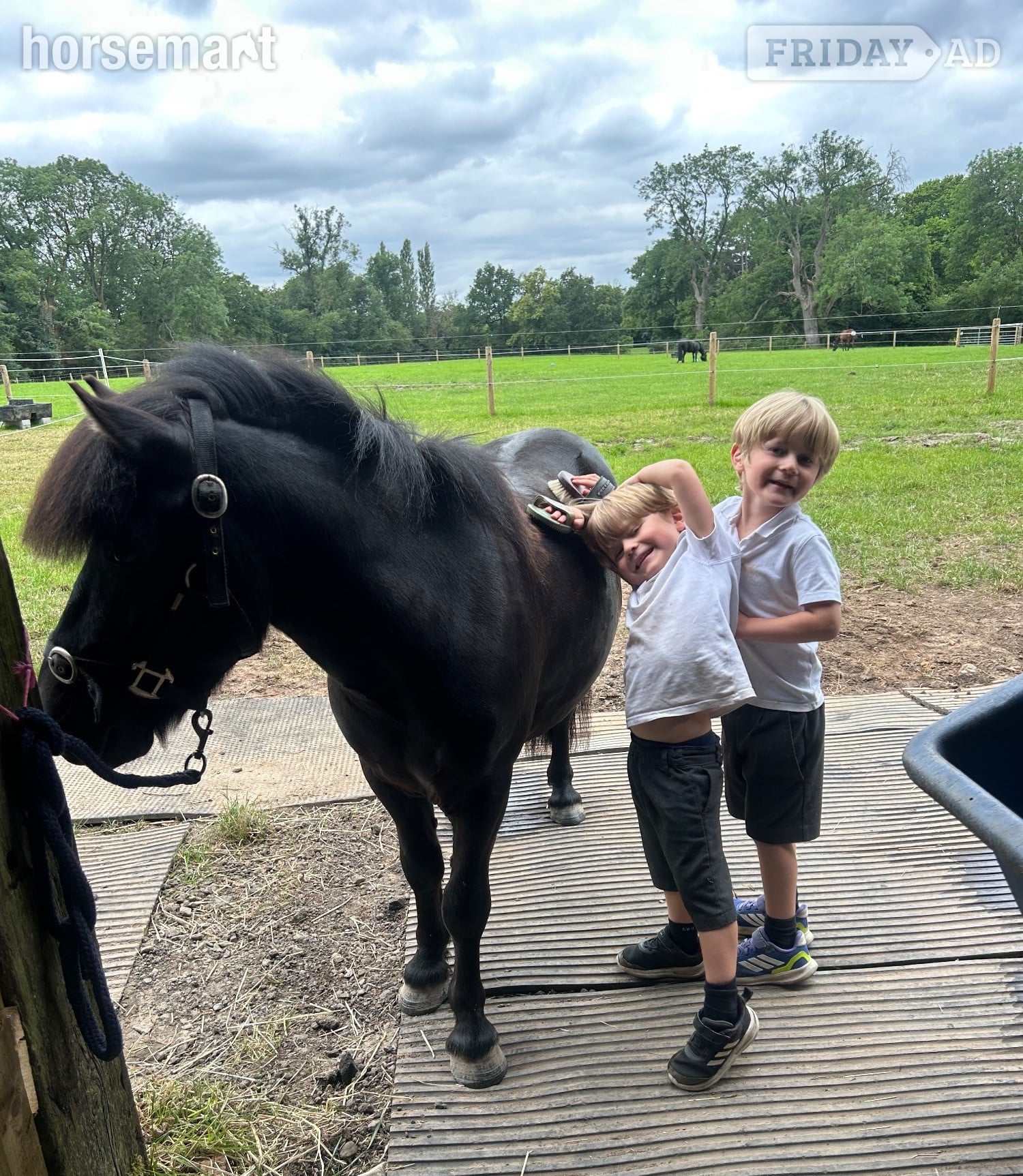 "Jack" Black Gelding Lead Rein/First Ridden Pony