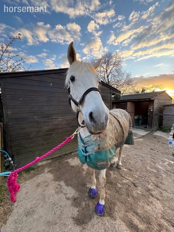 "Sky" Fleabitten Grey Mare All Rounder