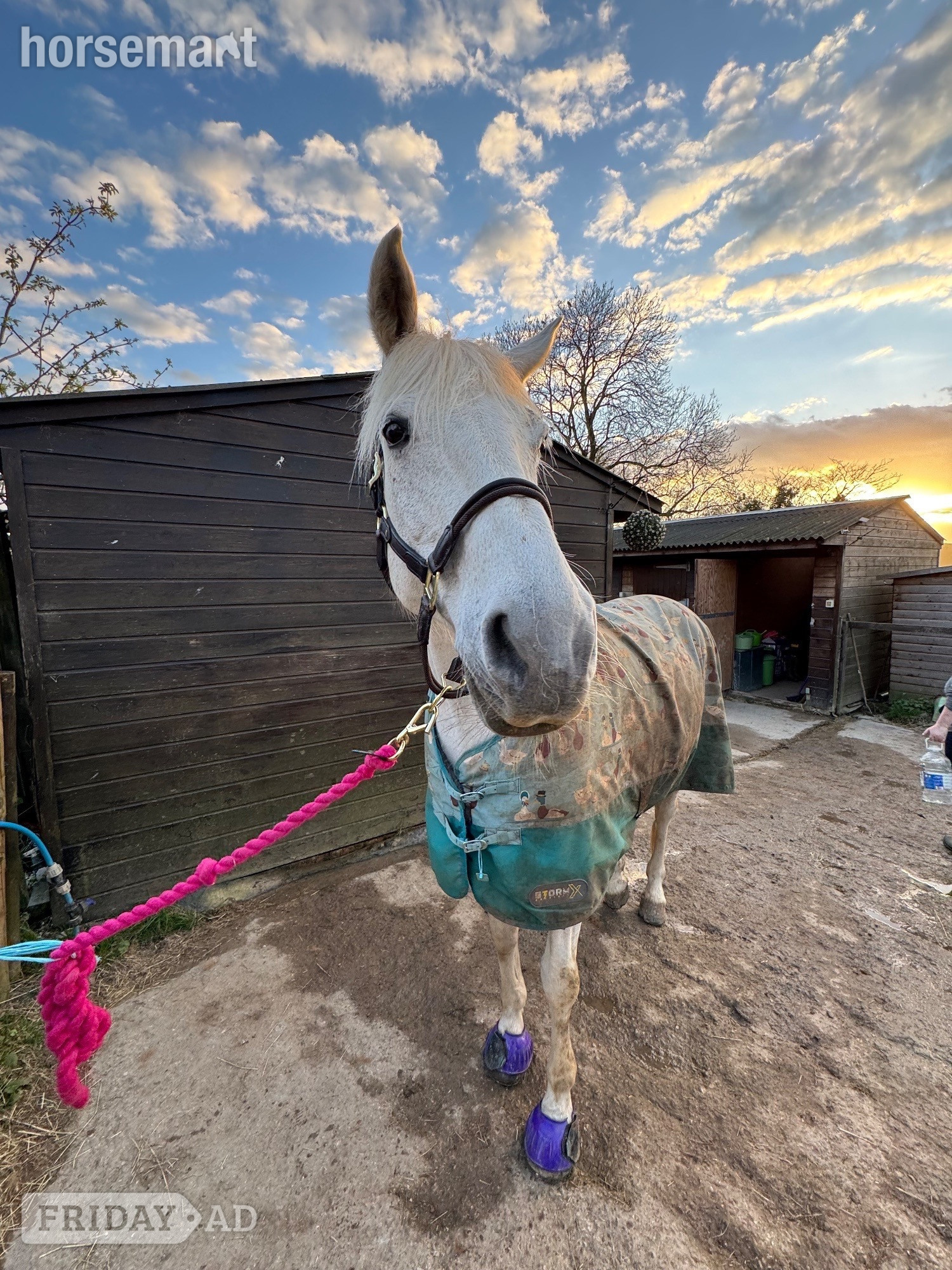 "Sky" Fleabitten Grey Mare All Rounder in Findon