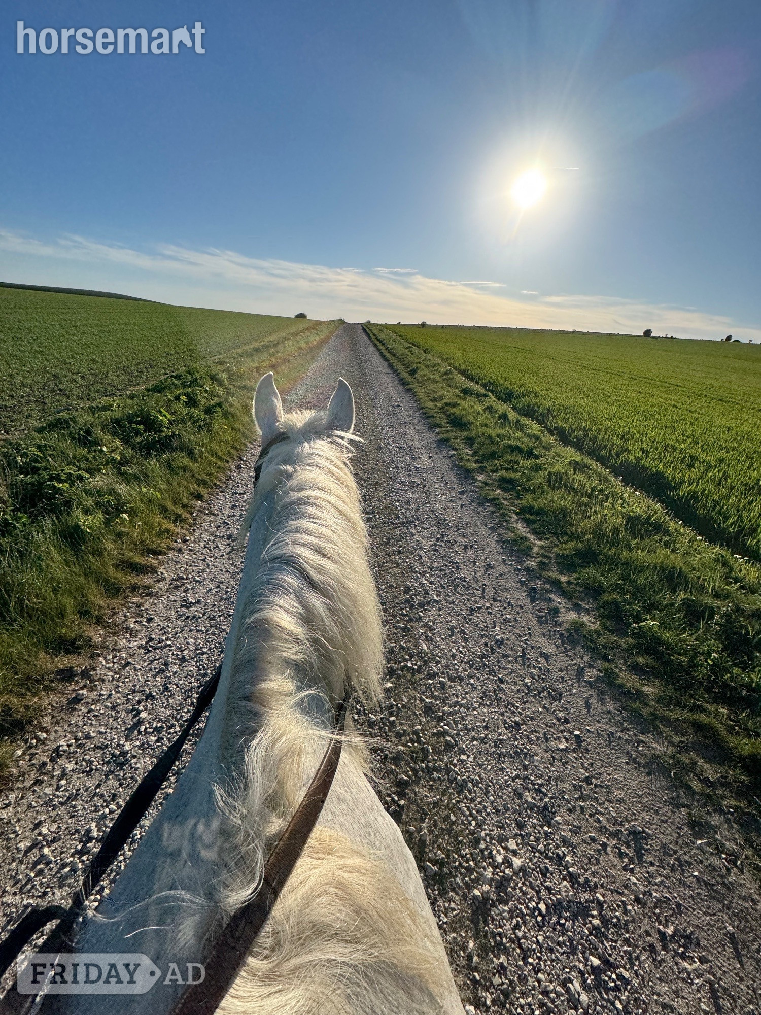 "Sky" Fleabitten Grey Mare All Rounder - Horses in Findon