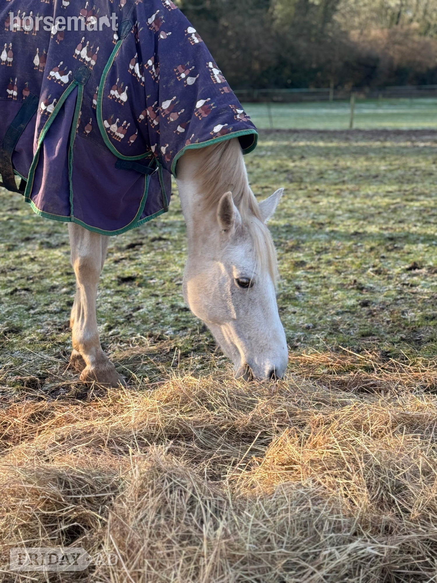 "Sky" Fleabitten Grey Mare All Rounder