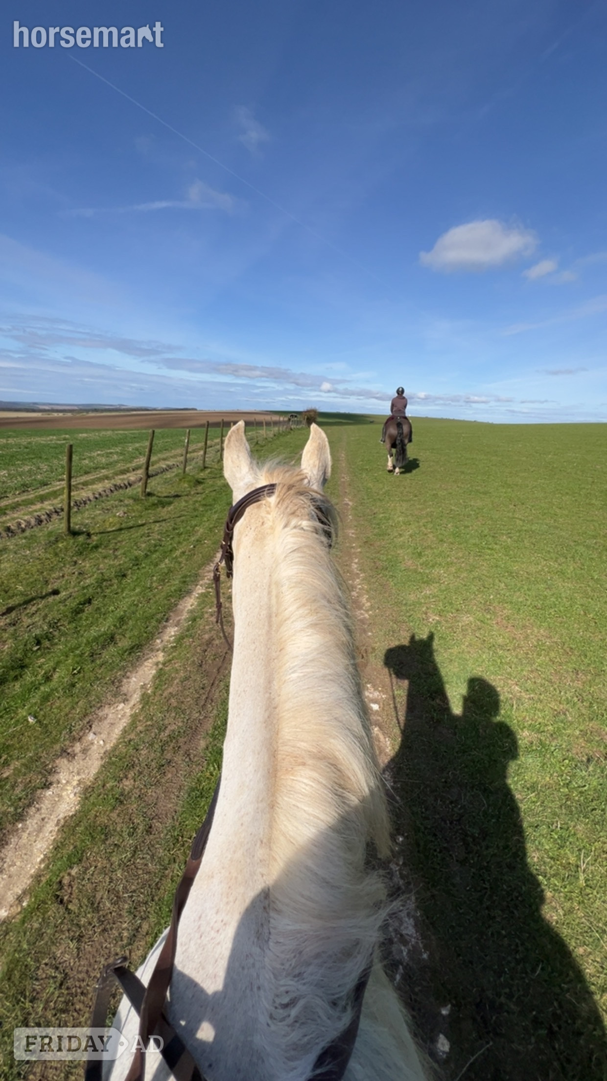 "Sky" Fleabitten Grey Mare All Rounder - Horses