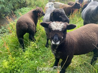 Ryeland Pure –Bred white and Coloured Lambs for Sale – Suffolk