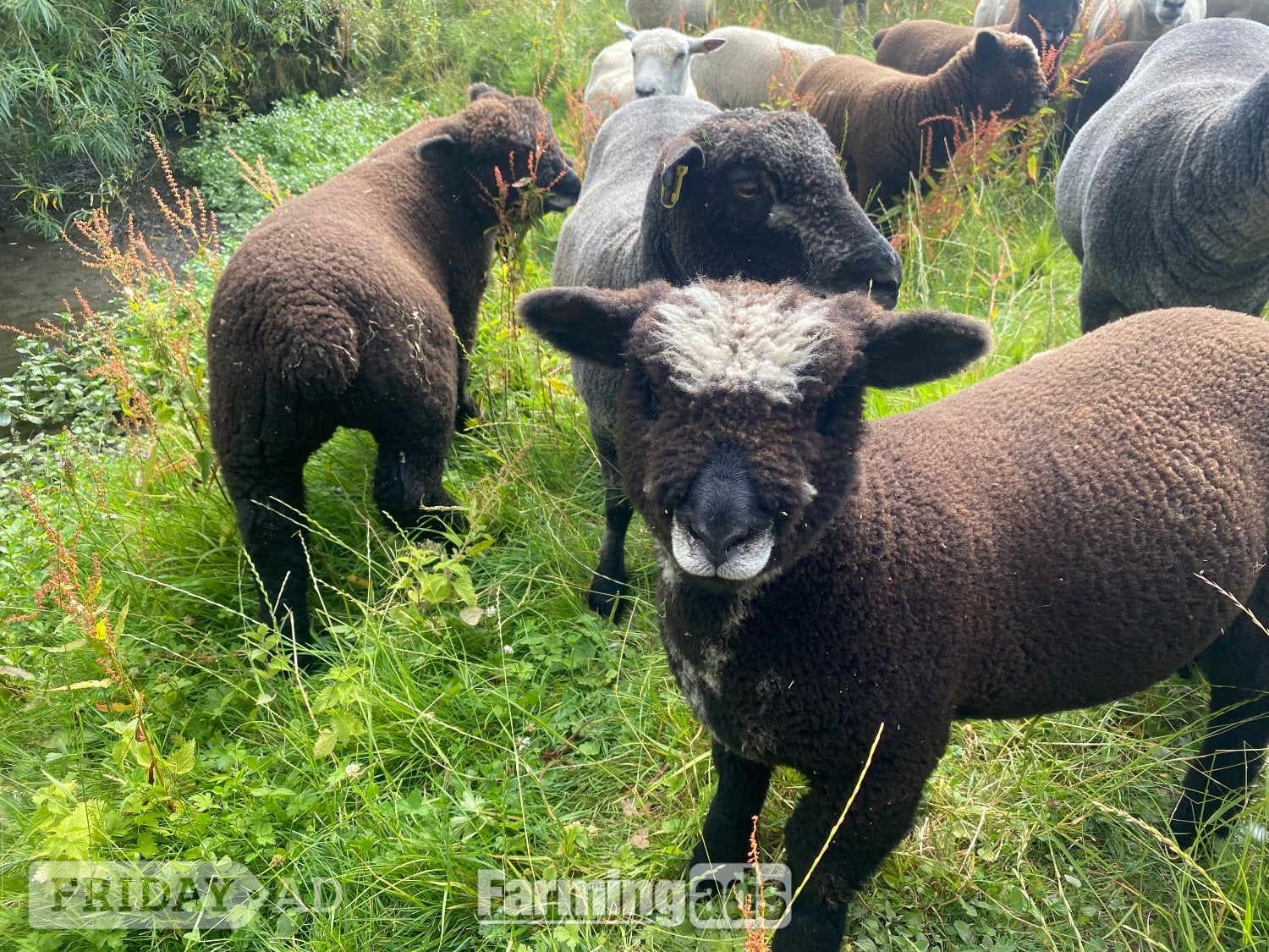 Ryeland Pure –Bred white and Coloured Lambs for Sale – Suffolk in Finningham