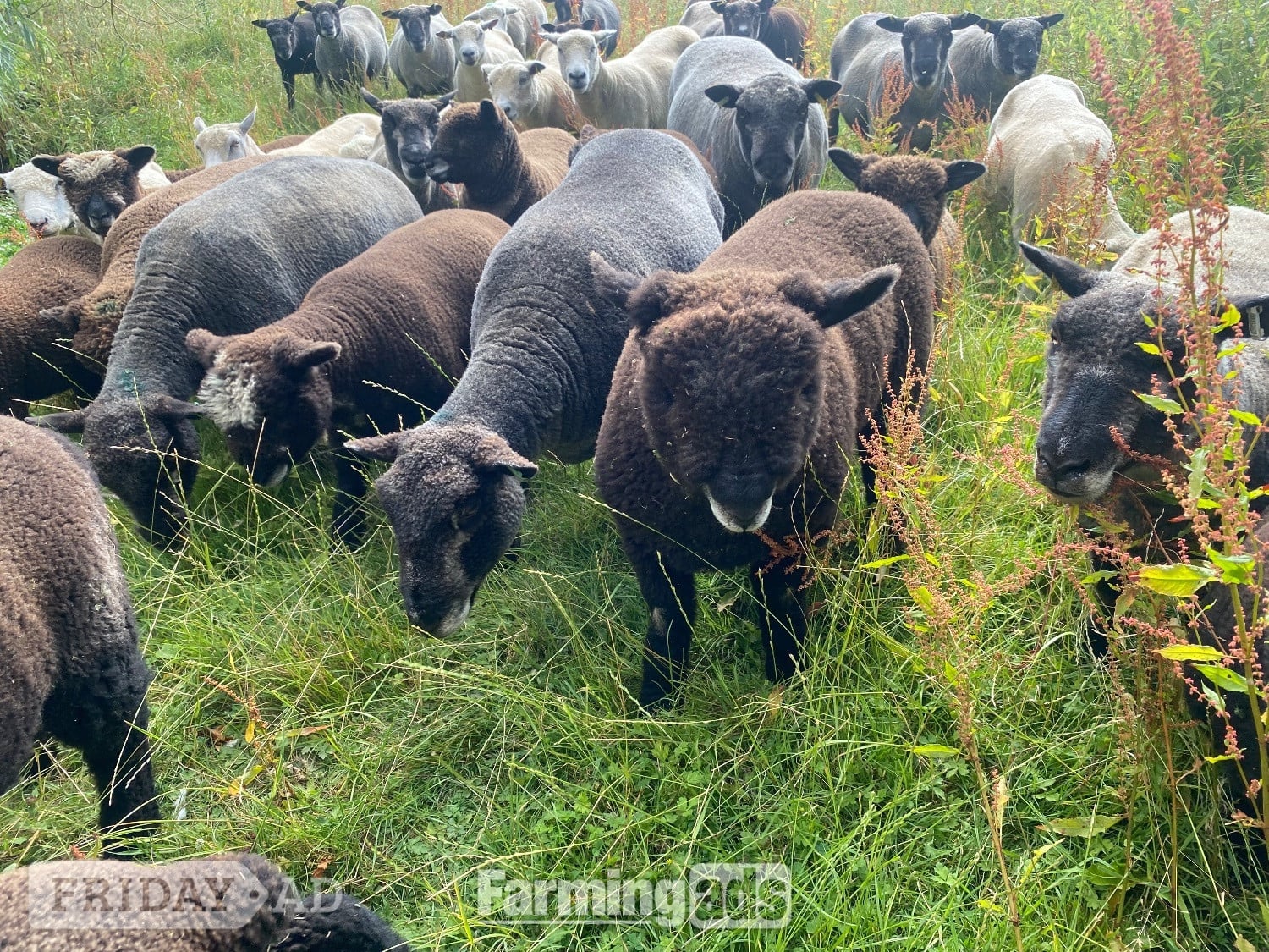 Ryeland Pure –Bred white and Coloured Lambs for Sale – Suffolk