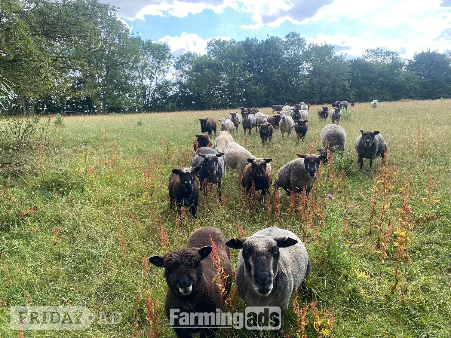 Finningham Ryeland Pure –Bred white and Coloured Lambs for Sale – Suffolk