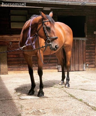 Jack - a much-loved family horse for full/part loan